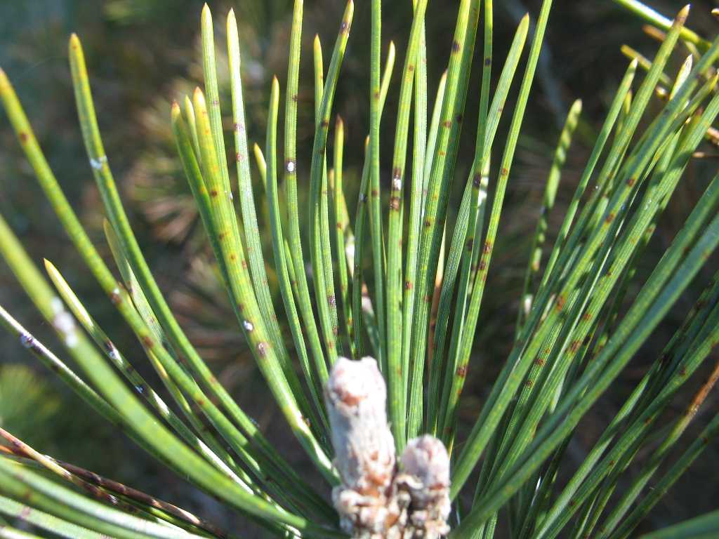 Dothistroma Blight of Pines